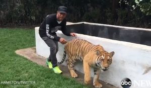 Lewis Hamilton Startles A Tiger And Lives…For Now